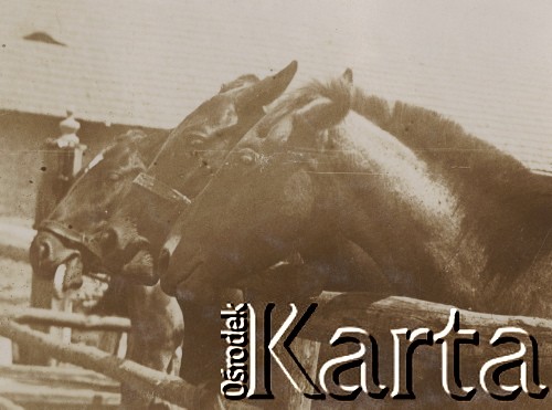 1900-1920, miejsce nieznane.
Konie w zagrodzie. W tle widać stajnię.
Fot. NN, kolekcja rodziny Walińskich, zbiory Fundacji Ośrodka KARTA