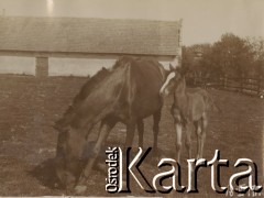 18.08.1914, miejsce nieznane.
Konie w zagrodzie na wsi. W tle widać stajnię.
Fot. NN, kolekcja rodziny Walińskich, zbiory Fundacji Ośrodka KARTA