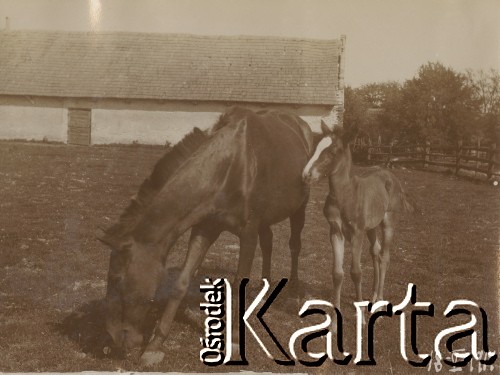 18.08.1914, miejsce nieznane.
Konie w zagrodzie na wsi. W tle widać stajnię.
Fot. NN, kolekcja rodziny Walińskich, zbiory Fundacji Ośrodka KARTA