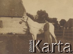 1900-1920, miejsce nieznane.
Zofia Walińska z koniem w zagrodzie obok stajni.
Fot. NN, kolekcja rodziny Walińskich, zbiory Fundacji Ośrodka KARTA