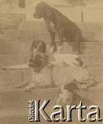 1900-1920, miejsce nieznane.
Psy na schodach dworu w Sokolej Górze.
Fot. NN, kolekcja rodziny Walińskich, zbiory Fundacji Ośrodka KARTA