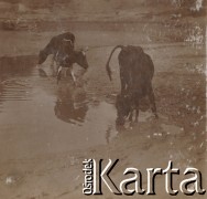 1900-1920, miejsce nieznane, Polska.
Krowy przy kałuży. Piją wodę.
Fot. NN, kolekcja rodziny Walińskich, zbiory Fundacji Ośrodka KARTA