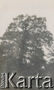 1920-1930, miejsce nieznane.
Drzewo.
Fot. NN, kolekcja rodziny Walińskich, zbiory Fundacji Ośrodka KARTA