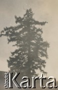 1920-1930, miejsce nieznane.
Drzewo.
Fot. NN, kolekcja rodziny Walińskich, zbiory Fundacji Ośrodka KARTA