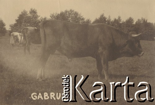 1930, miejsce nieznane.
Wół o imieniu Garbuś.
Fot. NN, kolekcja rodziny Walińskich, zbiory Fundacji Ośrodka KARTA