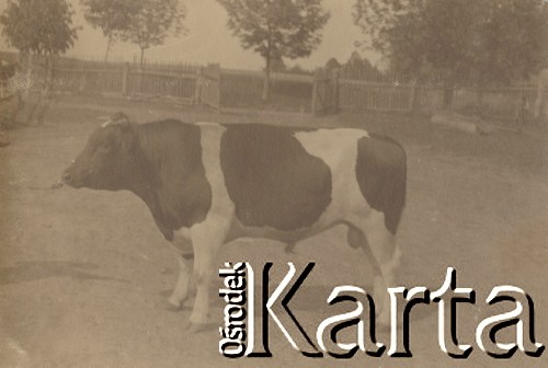 1930-1940, miejsce nieznane.
Krowa. Stoi w zagrodzie.
Fot. NN, kolekcja rodziny Walińskich, zbiory Fundacji Ośrodka KARTA