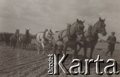 1930-1940, miejsce nieznane, Polska.
Orka.
Fot. NN, kolekcja rodziny Walińskich, zbiory Fundacji Ośrodka KARTA