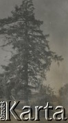 1930-1940, miejsce nieznane, Polska.
Drzewo.
Fot. NN, kolekcja rodziny Walińskich, zbiory Fundacji Ośrodka KARTA