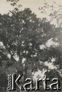 1930-1940, miejsce nieznane, Polska.
Kobieta i mężczyzna przy drzewie.
Fot. NN, kolekcja rodziny Walińskich, zbiory Fundacji Ośrodka KARTA