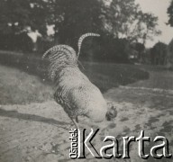1930-1940, miejsce nieznane, Polska.
Kura.
Fot. NN, kolekcja rodziny Walińskich, zbiory Fundacji Ośrodka KARTA