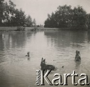 1930-1940, miejsce nieznane, Polska.
Dzieci z psem w jeziorze.
Fot. NN, kolekcja rodziny Walińskich, zbiory Fundacji Ośrodka KARTA