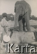 1930-1940, miejsce nieznane.
Kobieta i słoń.
Fot. NN, kolekcja rodziny Walińskich, zbiory Fundacji Ośrodka KARTA