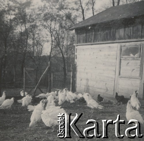1930-1940, miejsce nieznane, Polska.
Indygi i kury,.
Fot. NN, kolekcja rodziny Walińskich, zbiory Fundacji Ośrodka KARTA