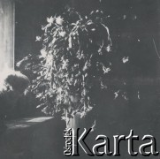 1930-1940, miejsce nieznane, Polska.
Szlumbergera w doniczce.
Fot. NN, kolekcja rodziny Walińskich, zbiory Fundacji Ośrodka KARTA