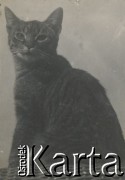 1930-1940, miejsce nieznane, Polska.
Kot.
Fot. NN, kolekcja rodziny Walińskich, zbiory Fundacji Ośrodka KARTA