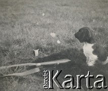 1930-1950, miejsce nieznane, Polska.
Pies. Siedzi na trawie obok strzelby.
Fot. NN, kolekcja rodziny Walińskich, zbiory Fundacji Ośrodka KARTA