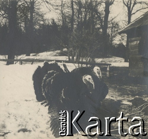 1930-1950, miejsce nieznane, Polska.
Indyki.
Fot. NN, kolekcja rodziny Walińskich, zbiory Fundacji Ośrodka KARTA