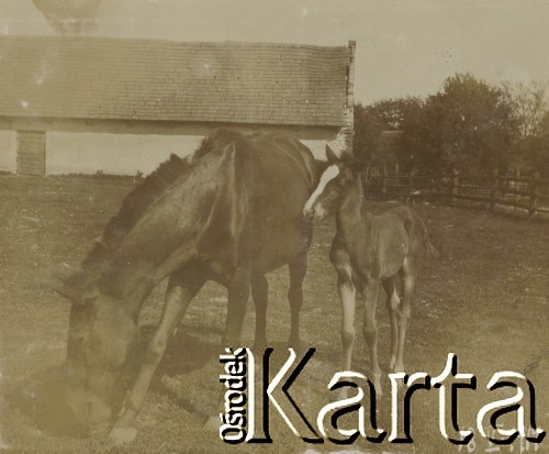 18.05.1914, miejsce nieznane, Polska.
Koń i źrebak w zagrodzie.
Fot. NN, kolekcja rodziny Walińskich, zbiory Fundacji Ośrodka KARTA