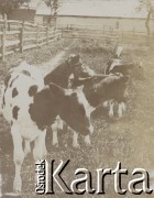 1910-1920, miejsce nieznane, Polska.
Krowy w zagrodzie.
Fot. NN, kolekcja rodziny Walińskich, zbiory Fundacji Ośrodka KARTA