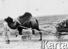 Lata 50., Kazachska SRR, ZSRR.
Wielbłąd ciągnący wózek, przy nim kobieta i pies.
Fot. NN, zbiory Ośrodka KARTA, udostępnił Edward Karluk