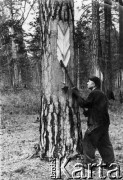 1955, Maslejewo, Krasnojarski Kraj, ZSRR.
Zbiór żywicy w tajdze - nacinacz (miejscowy, nie zesłaniec) przy pracy, razem z nim pracowała jako zbieraczka żywicy Jadwiga Pawlukowska.
Fot. NN, zbiory Ośrodka KARTA, udostępniła Jadwiga Pawlukowska.

