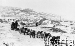 06.03.1955, Nagajewo, Kołyma, Magadańska obł., ZSRR.
Psi zaprzęg Jakutów.
Fot. NN, zbiory Ośrodka KARTA, udostępniła Janina Durlik