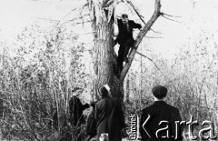 1956 lub 1957, Walo k. Norylska, Krasnojarski Kraj, ZSRR.
Były łagiernik Czesław Jakimowicz na drzewie.
Fot. NN, zbiory Ośrodka KARTA, udostępnił Czesław Jakimowicz