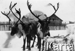 Ok. 1956, Workuta, Komi ASRR, ZSRR.
Renifery w komiackim zaprzęgu.
Fot. NN, zbiory Ośrodka KARTA, udostępnił Leopold Swadowski