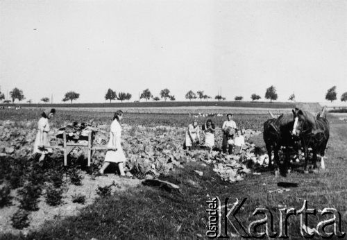 1943, Niemcy
Robotnicy przymusowi pracujący przy zbiorze kapusty, z prawej stoi Aleksander Tumiłowicz.
Fot. NN, zbiory Ośrodka KARTA, udostępnił Jan Stanisław Tumiłowicz