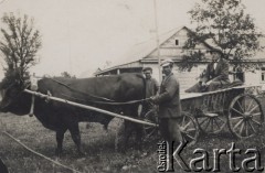 Ok. 1929, Poleskie woj., Polska
Wóz zaprzęgnięty w byka [wołu], podpis na odwrocie: 