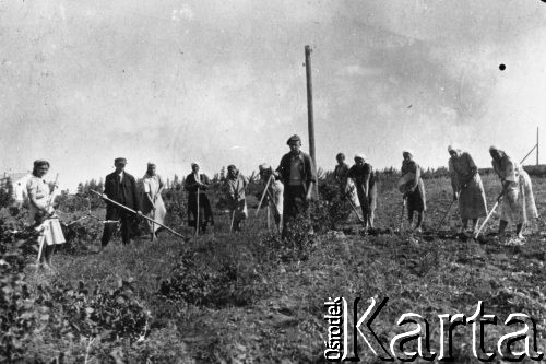 1941, Mołotowskij sowchoz, Kazachska SRR, ZSRR.
Polacy deportowani do Kazachstanu podczas pracy w stepie. W centrum z klubą w ręku brygadzista Edward Kulczycki (zmarł na tyfus latem 1942 w Uzbekistanie jako żołnierz II Korpusu). Od lewej: Janina Piętnicka 