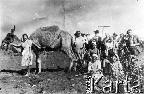 Lato 1941, Mołotowskij sowchoz, Kazachska SRR, ZSRR.
Polska (?) brygada z wielbłądem Jaszką. Wielbłąda trzyma Musia Piętnicka, na płużku siedzi jej siostra Lusia, a obok i przed nią Rosjanki. Stoją od lewej: NN, Irka Jacyszyn, Zemła (z grabiami), Jacyszynowa, Zofia Wandurska (z motyką na ramieniu), NN i Edward Kulczycki. Fotografia wykonana latem 1941 roku prawdopodobnie przez reportera gazety 