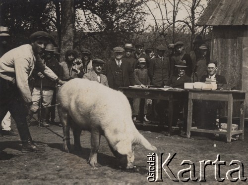 1935, Czernelica, powiat Horodenka, woj. Stanisławów, Polska.
Licencja knurów.
Fot. NN, zbiory Ośrodka KARTA, kolekcję Edwarda Skrzyńskiego udostępniła Izabella Srzednicka