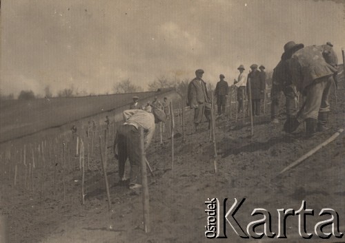 1934, Horodnica, powiat Horodenka, woj. Stanisławów, Polska.
Zakładanie winnicy przez członków Przysposobienia Rolniczego.
Fot. NN, zbiory Ośrodka KARTA, kolekcję Edwarda Skrzyńskiego udostępniła Izabella Srzednicka