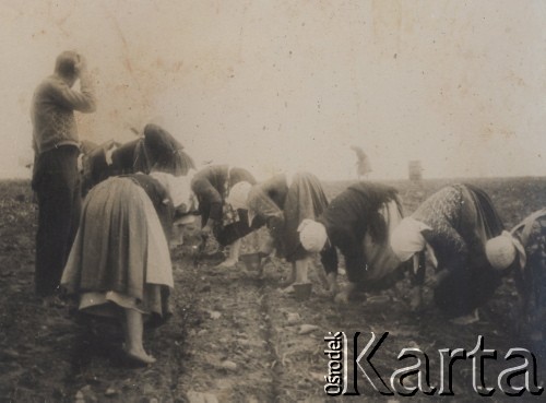 1935, Targowica, powiat Horodenka, woj. Stanisławów, Polska.
Praca na poletkach Przysposobienia Rolniczego.
Fot. NN, zbiory Ośrodka KARTA, kolekcję Edwarda Skrzyńskiego udostępniła Izabella Srzednicka