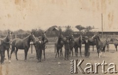 1933-1935, Horodenka, woj. Stanisławów, Polska.
Pokaz i aukcja koni.
Fot. NN, zbiory Ośrodka KARTA, kolekcję Edwarda Skrzyńskiego udostępniła Izabella Srzednicka