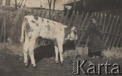 1935, Horodenka, woj. Stanisławów, Polska.
Zagroda Łesia Wełyczki, cielak i dziewczynka.
Fot. NN, zbiory Ośrodka KARTA, kolekcję Edwarda Skrzyńskiego udostępniła Izabella Srzednicka