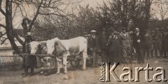 1935, Czernelica, powiat Horodenka, woj. Stanisławów, Polska.
Licencjonowane buhaje w zaprzęgu.
Fot. NN, zbiory Ośrodka KARTA, kolekcję Edwarda Skrzyńskiego udostępniła Izabella Srzednicka