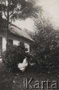 14-18.06.1938, Łosiatyn, Wołyń, Polska.
Konkurs hodowli kur, kogut pani Karasiowej na tle krzaków porzeczek.
Fot. NN, zbiory Ośrodka KARTA, kolekcję Edwarda Skrzyńskiego udostępniła Izabella Srzednicka.
 

