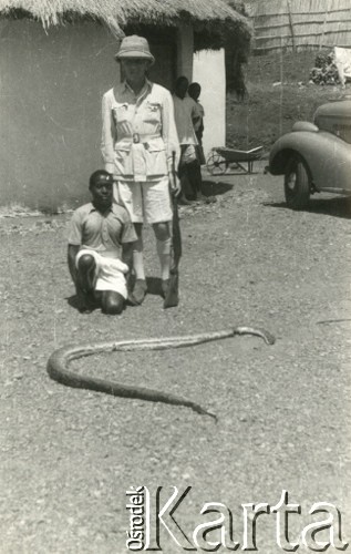 1944, Koja, Uganda.
Pan Marczewski (były kierownik osiedla dla polskich uchodźców) z zabitym przez siebie wężem. [W osiedlu Koja w latach 1942-1948 mieszkało ok. 3000 Polaków, którzy z żołnierzami Armii Andersa zostali ewakuowani do Iranu].
Fot. NN, zbiory Ośrodka KARTA , udostępniła Maria Wierzchowska [AW - II/1681]