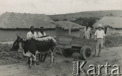 1944, Koja, Uganda.
Zaprzęg wykonany przez pracowników farmy [W osiedlu Koja w latach 1942-1948 mieszkało ok. 3000 Polaków, którzy z żołnierzami Armii Andersa zostali ewakuowani z ZSRR do Iranu, a później do Afryki].
Fot. NN, zbiory Ośrodka KARTA , udostępniła Maria Wierzchowska [AW - II/1681]