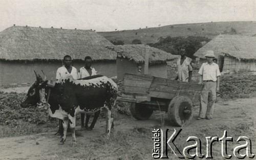 1944, Koja, Uganda.
Zaprzęg wykonany przez pracowników farmy [W osiedlu Koja w latach 1942-1948 mieszkało ok. 3000 Polaków, którzy z żołnierzami Armii Andersa zostali ewakuowani z ZSRR do Iranu, a później do Afryki].
Fot. NN, zbiory Ośrodka KARTA , udostępniła Maria Wierzchowska [AW - II/1681]