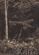 1937, Dziatkowicze, pow. Kobryń, Poleskie woj., Polska.
Lasy koło wsi Dziatkowicze.
Fot. Eugeniusz Wilczyński, zbiory Ośrodka KARTA, kolekcję Eugeniusza Wilczyńskiego udostępniła Marta Simon.
 
