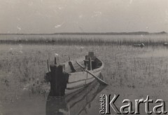 1938, Poleskie woj., Polska.
Jezioro Orzechowskie, łódka przy brzegu, przy szuwarach płynące krowy.
Fot. Eugeniusz Wilczyński, zbiory Ośrodka KARTA, kolekcję Eugeniusza Wilczyńskiego udostępniła Marta Simon.
 
