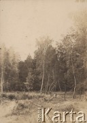 1936-1939, Poleskie woj., Polska.
Lasy na Polesiu.
Fot. Eugeniusz Wilczyński, zbiory Ośrodka KARTA, kolekcję Eugeniusza Wilczyńskiego udostępniła Marta Simon.
 
