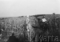 Lipiec 1935, Czyniszeuce k/Kiszyniowa, Rumunia.
Tadeusz Gaydamowicz z matką Katarzyną Gaydamowicz na plantacji tytoniu. W oddali wieś, na horyzoncie cerkiew i dwór Czerkiesów.
Fot. NN, zbiory Ośrodka KARTA, udostępnił Tadeusz Gaydamowicz.