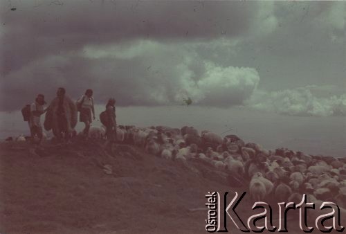 Lipiec 1942, Ezerul Mare, Rumunia.
Polscy uchodźcy w Rumunii podczas II wojny światowej - od lewej Ada Donotkówna, Tadeusz Gaydamowicz,  Danuta Strzeszewska i Nina Łozińska ze stadem owiec na górskiej hali.
Fot. NN, zbiory Ośrodka KARTA, udostępnił Tadeusz Gaydamowicz.