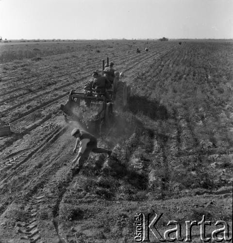 Lata 60., Polska.
Wykopki. Rolnik prowadzi ciągnik, do którego doczepiona jest kopaczka do ziemnikaów. 
Fot. Irena Jarosińska, zbiory Ośrodka KARTA 
