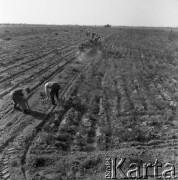 Lata 60., Polska.
Wykopki. Rolnicy na polu podczas zbierania ziemniaków. 
Fot. Irena Jarosińska, zbiory Ośrodka KARTA 
