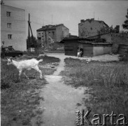 Po 1959, Warszawa, Polska.
Aktorka Teatru na Tarczyńskiej, malarka Maria Fabicka z mężem Bogusławem Choińskim, poetą i scenarzystą przed barakiem. Na pierwszym planie przebiegająca koza.
Fot. Irena Jarosińska, zbiory Ośrodka KARTA